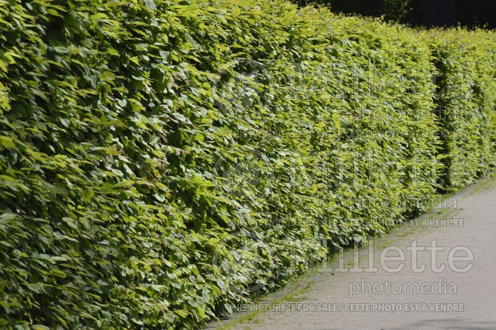 Carpinus - hornbeam hedge 1
