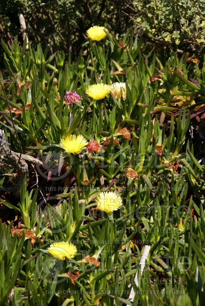 Carpobrotus edulis (ice plant, highway ice plant, pigface or Hottentot fig) 1 