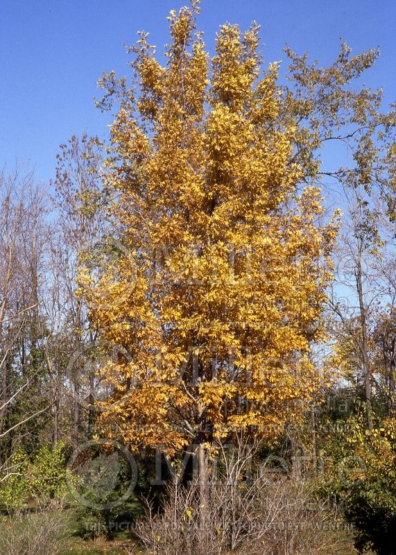 Carya cordiformis (bitternut hickory) 1