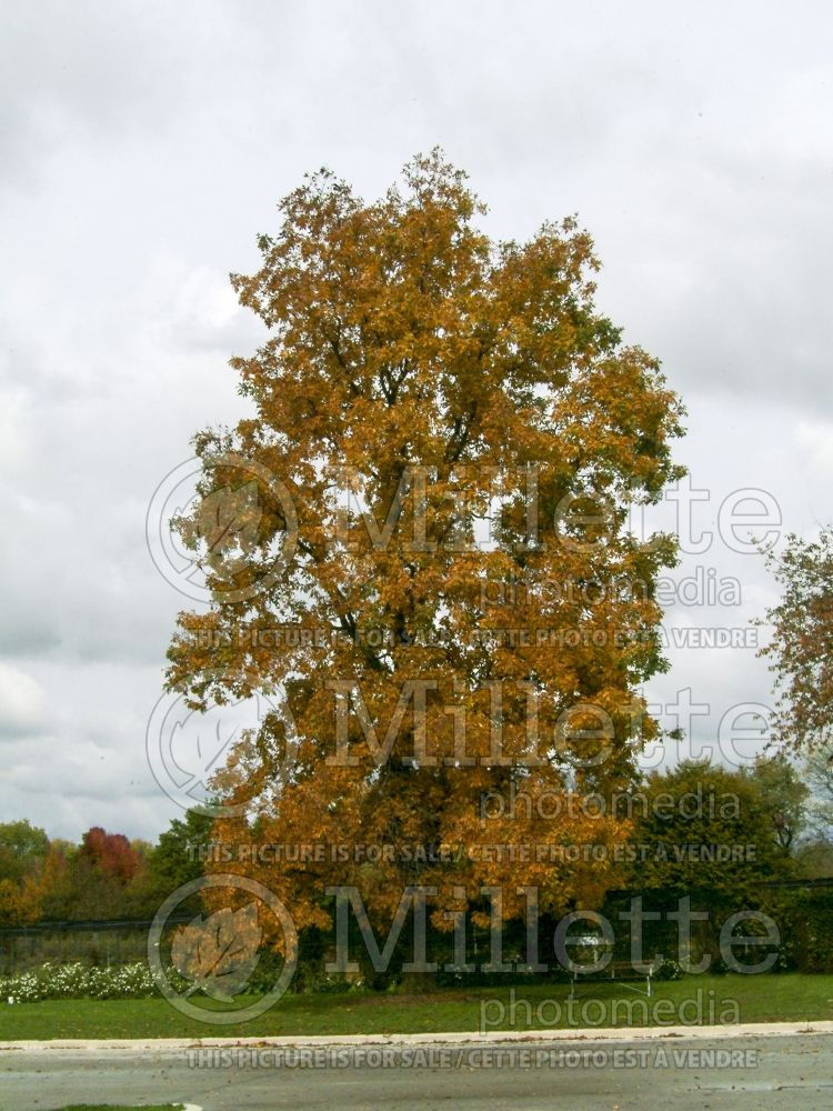 Carya ovata (shagbark hickory) 2