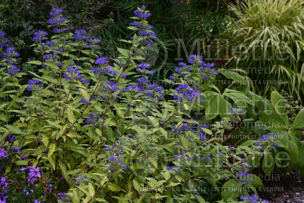 Caryopteris Good as Gold (Blue Mist Shrub Bluebeard) 1 