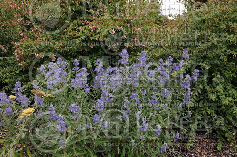 Caryopteris Dark Knight (Bluebeard)  3