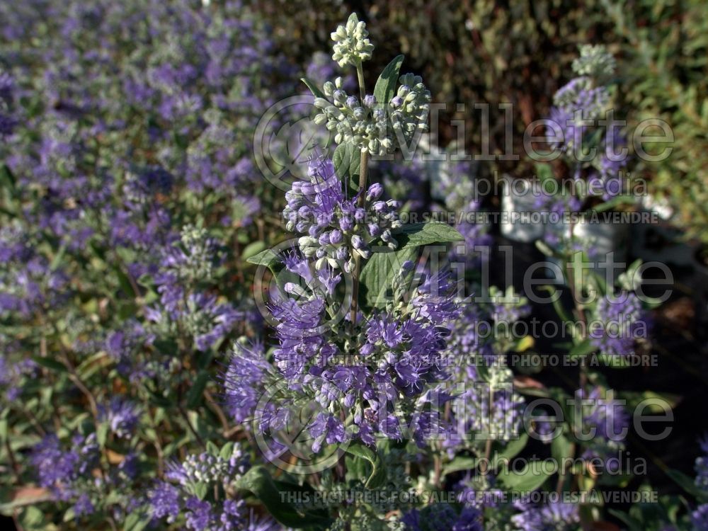 Caryopteris Dark Knight (Bluebeard)  1