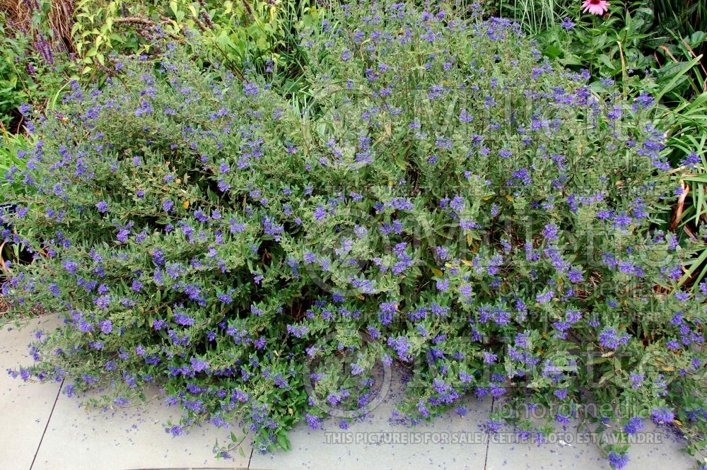 Caryopteris Heavenly Blue (Blue Mist Shrub Bluebeard) 1 