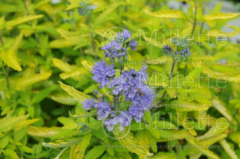 Caryopteris Lil Miss Sunshine aka Janice (Blue Mist Shrub Bluebeard) 1 