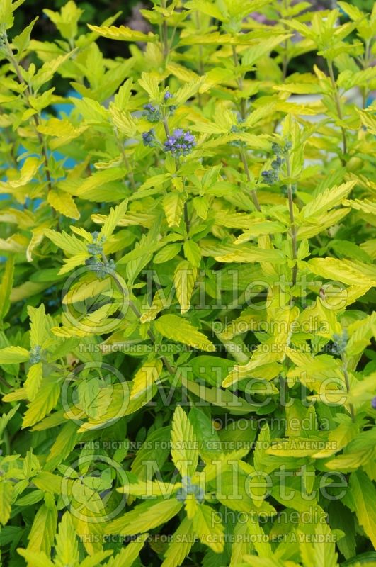 Caryopteris Lil Miss Sunshine aka Janice (Blue Mist Shrub Bluebeard) 2 