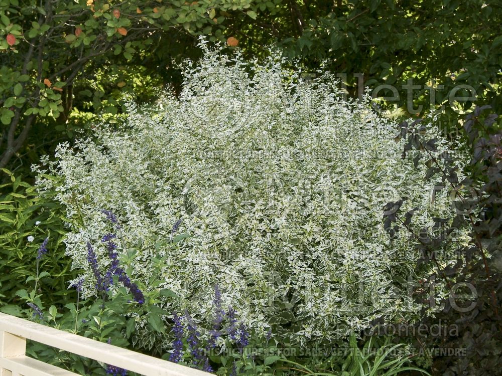 Caryopteris Snow Fairy (Blue Mist Shrub Bluebeard) 3 