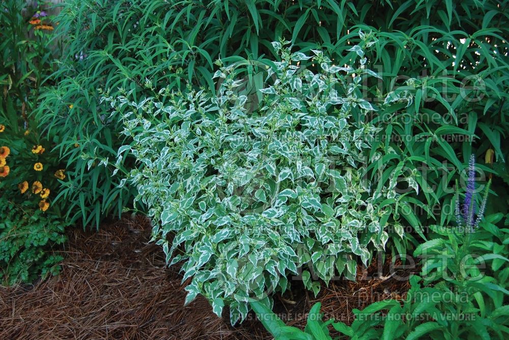 Caryopteris Snow Fairy (Blue Mist Shrub Bluebeard) 7 