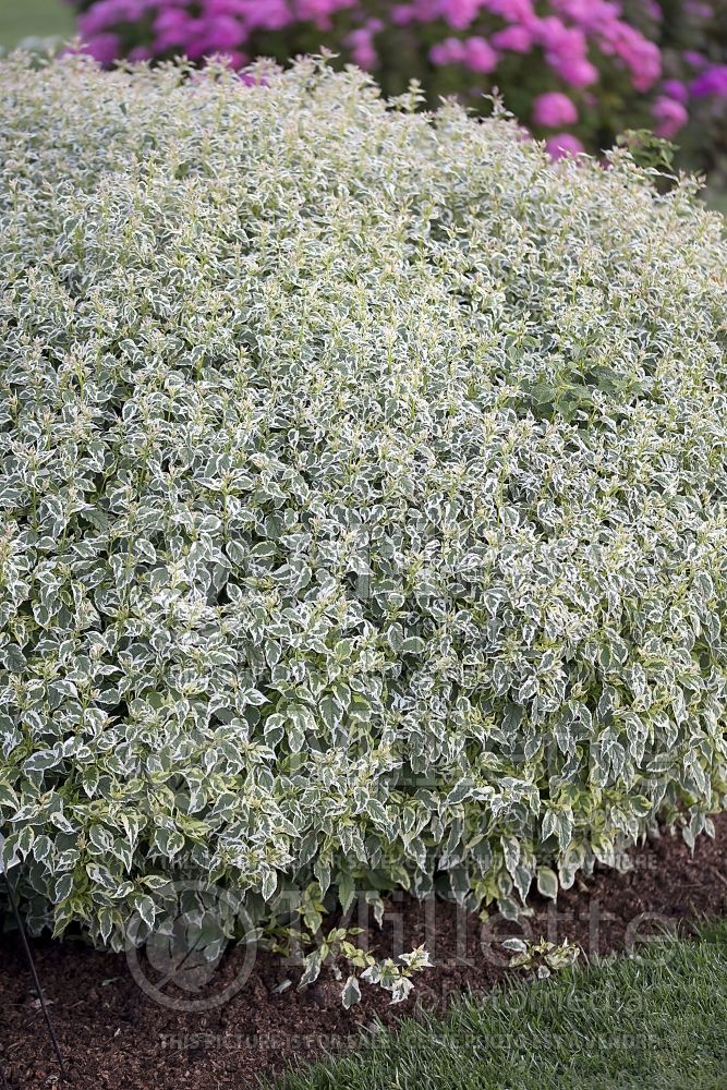 Caryopteris Snow Fairy (Blue Mist Shrub Bluebeard) 2 