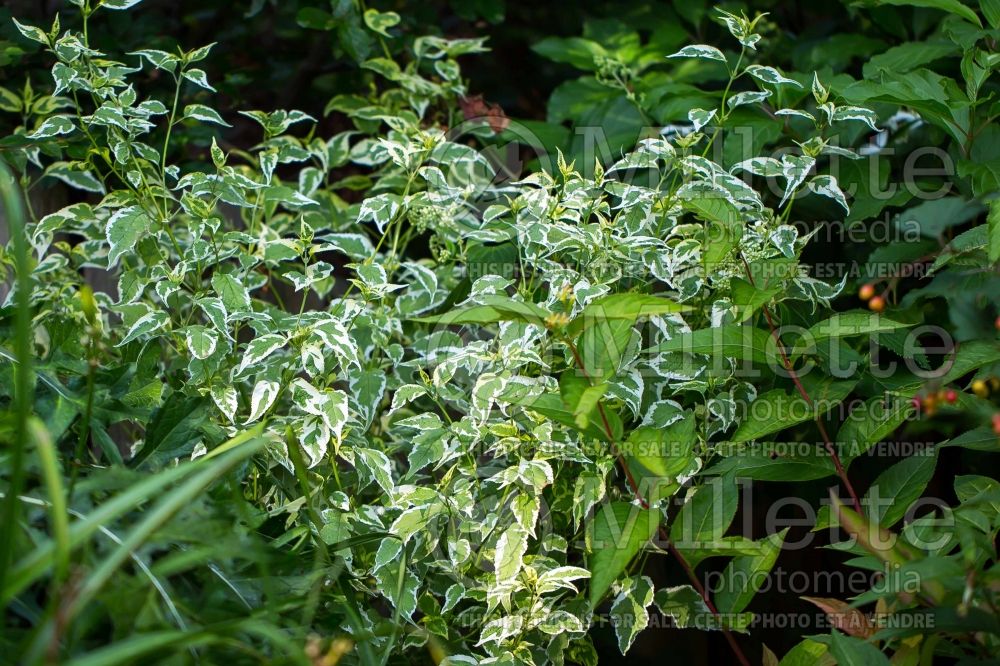 Caryopteris Snow Fairy (Blue Mist Shrub Bluebeard) 8 