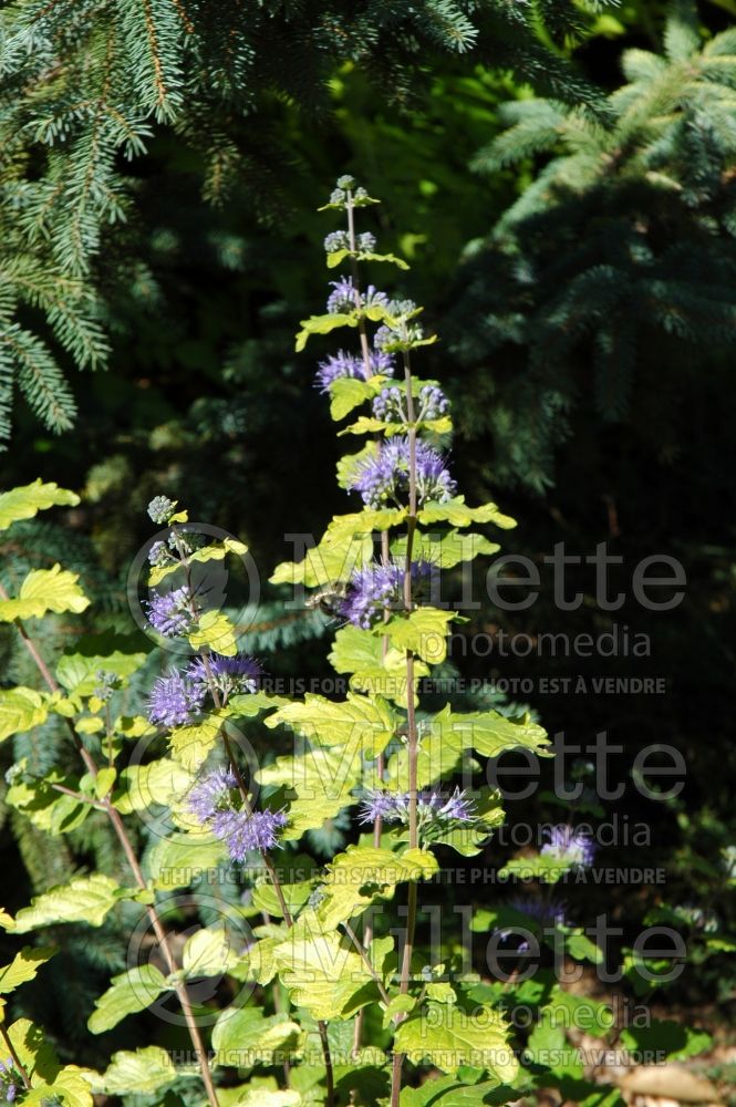 Caryopteris Sunshine Blue aka Jason (Caryopteris)  