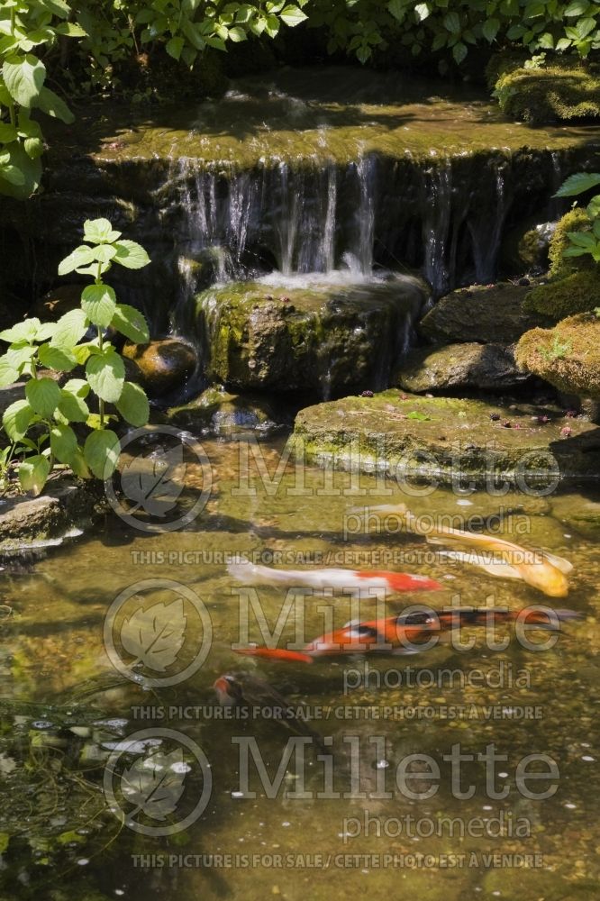 Cascading waterfall and pond with Cyprinus carpio - Japanese Koi fish