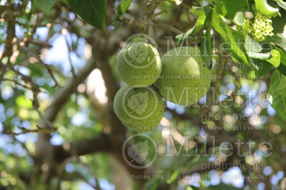 Casimiroa Suebelle (White Sapote) 2