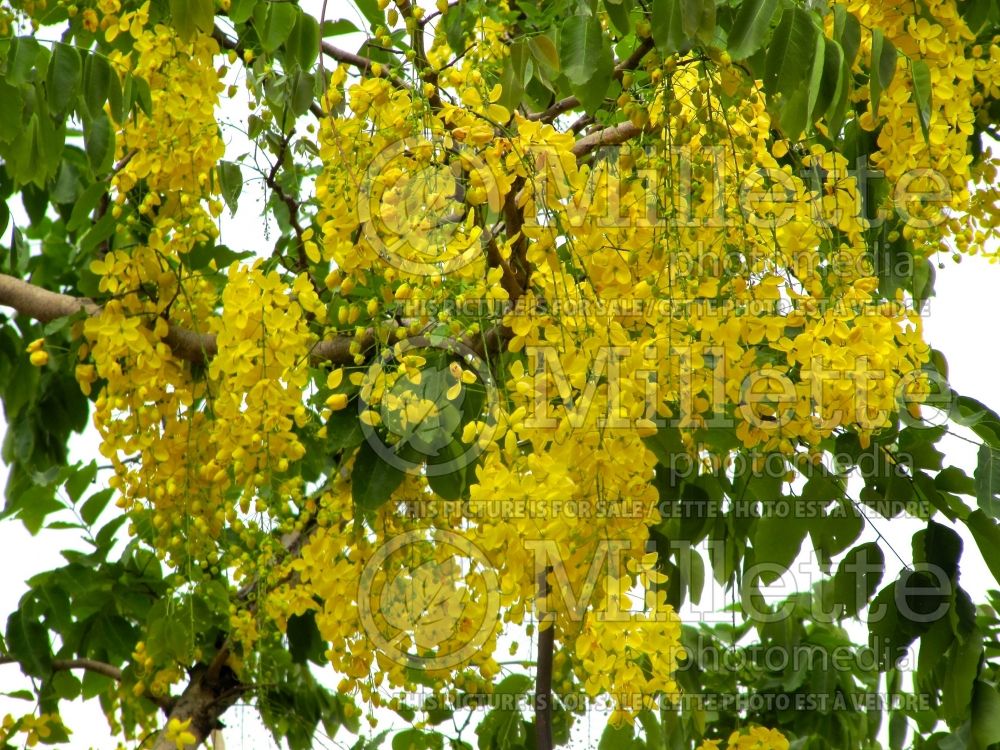 Cassia fistula (Golden shower tree) 1