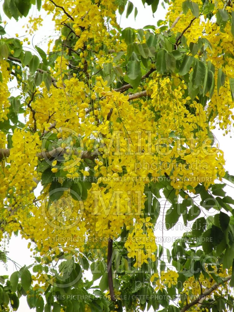 Cassia fistula (Golden shower tree) 2