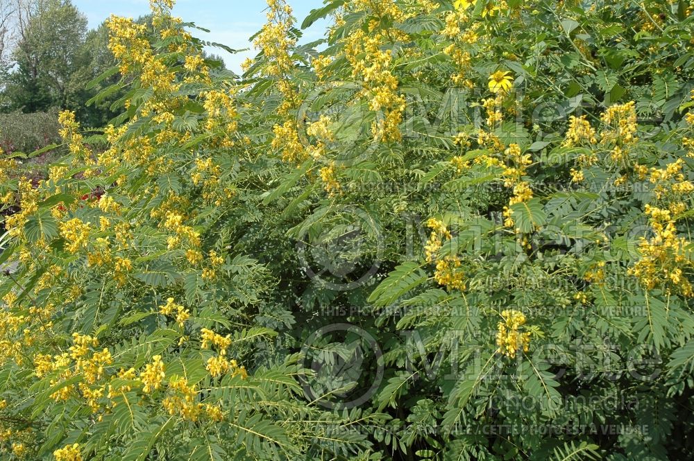 Senna hebecarpa aka Cassia hebecarpa (Wild Cassia, Wild Senna) 3 