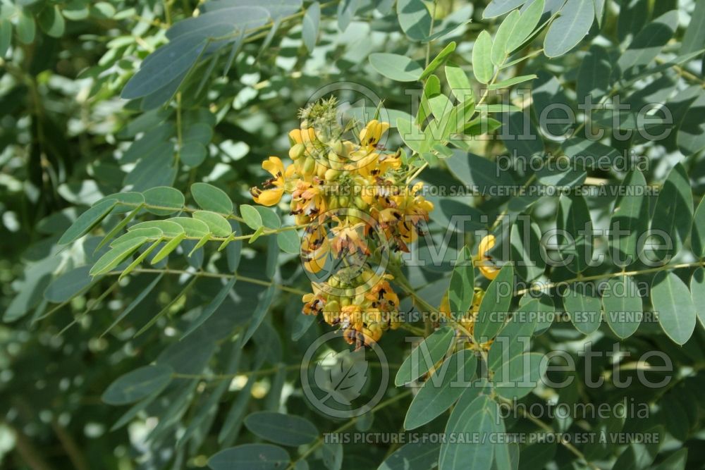 Senna hebecarpa aka Cassia hebecarpa (Wild Cassia, Wild Senna) 1 