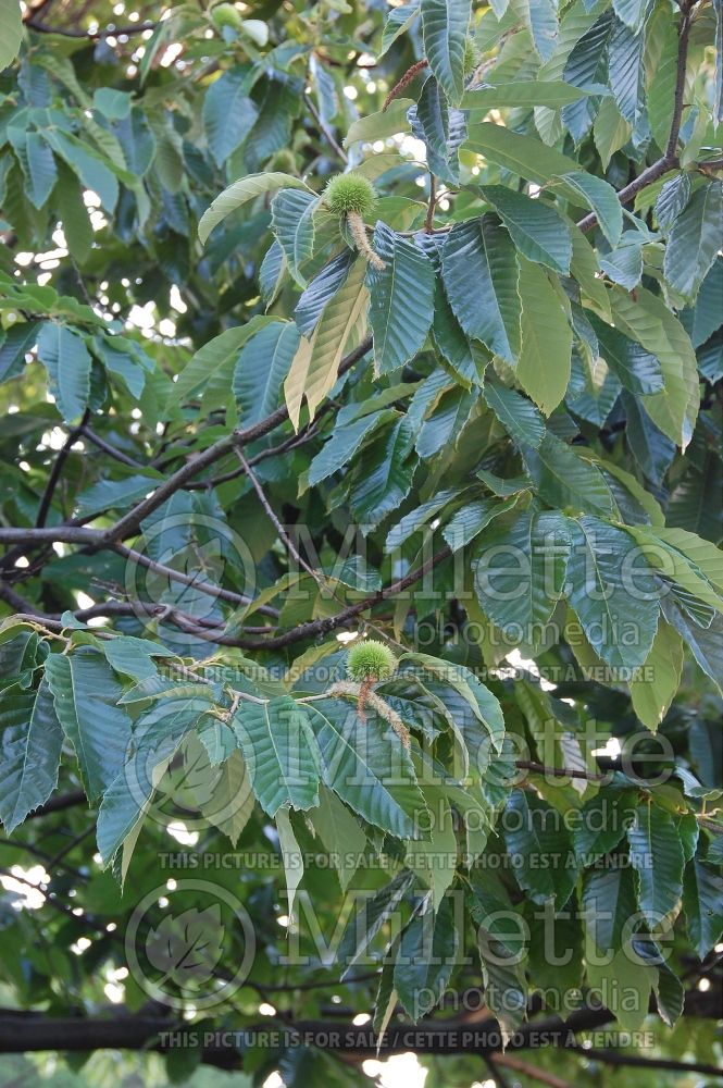 Castanea mollissima (Chinese chestnut) 7 