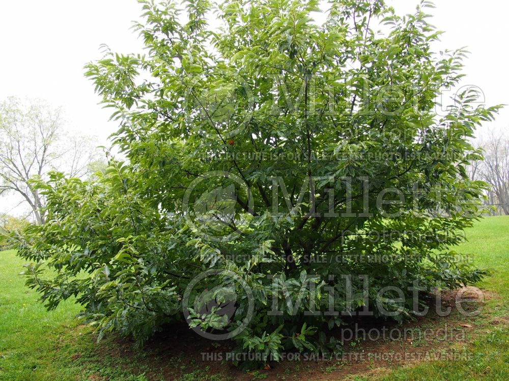 Castanea mollissima (Chinese chestnut) 2 