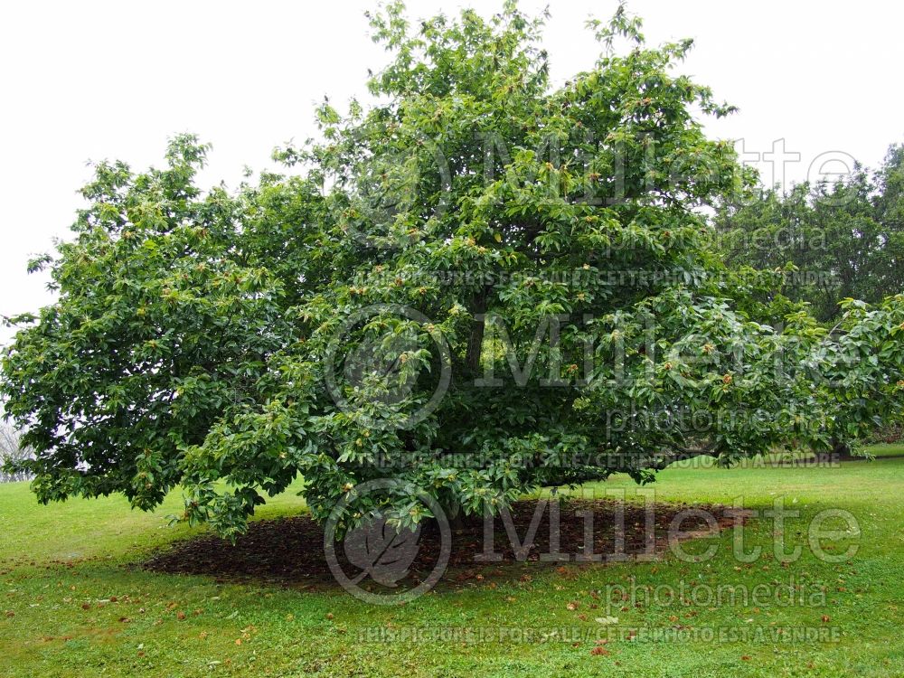 Castanea mollissima (Chinese chestnut) 3 