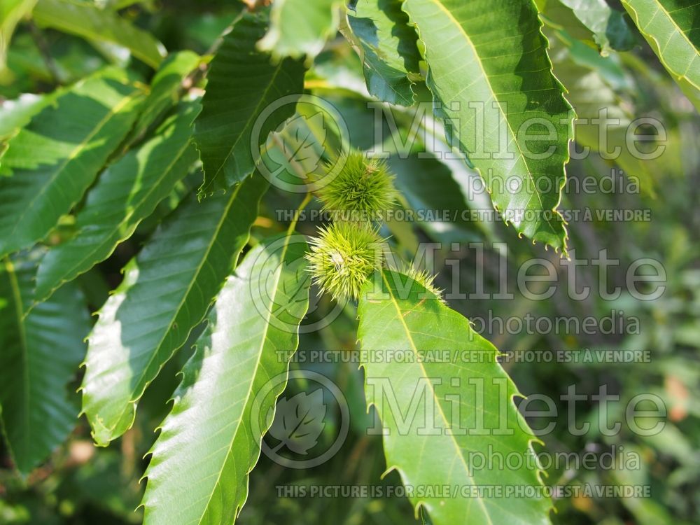 Castanea mollissima (Chinese chestnut) 5 