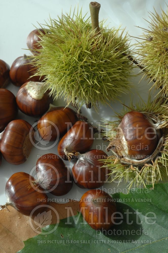 Castanea sativa (Sweet chestnut)  1 