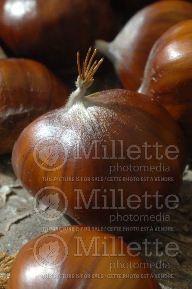 Castanea sativa (Sweet chestnut)  2 