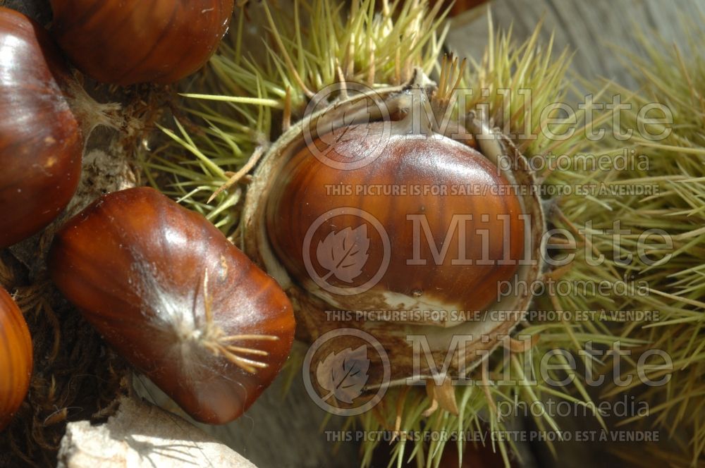 Castanea sativa (Sweet chestnut)  3 