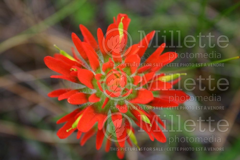 Castilleja coccinea (Scarlet Indian paintbrush or Scarlet painted-cup) 2