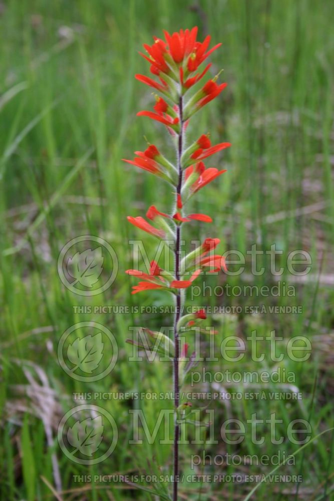 Castilleja coccinea (Scarlet Indian paintbrush or Scarlet painted-cup) 3