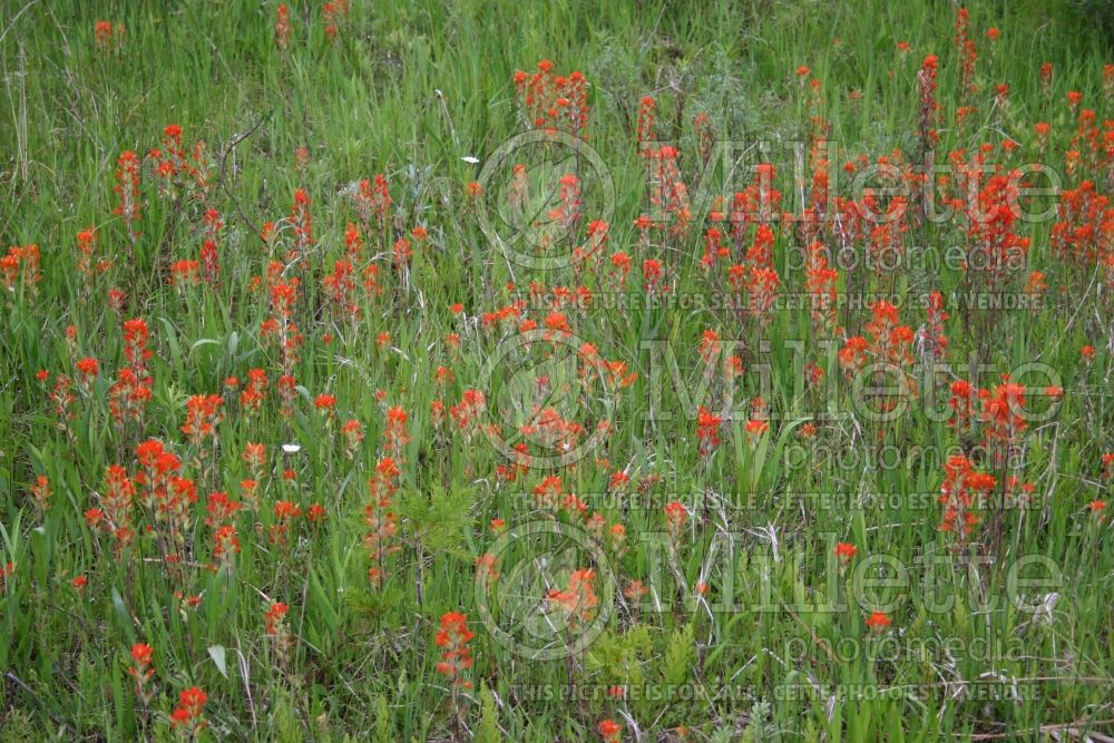 Castilleja coccinea (Scarlet Indian paintbrush or Scarlet painted-cup) 4