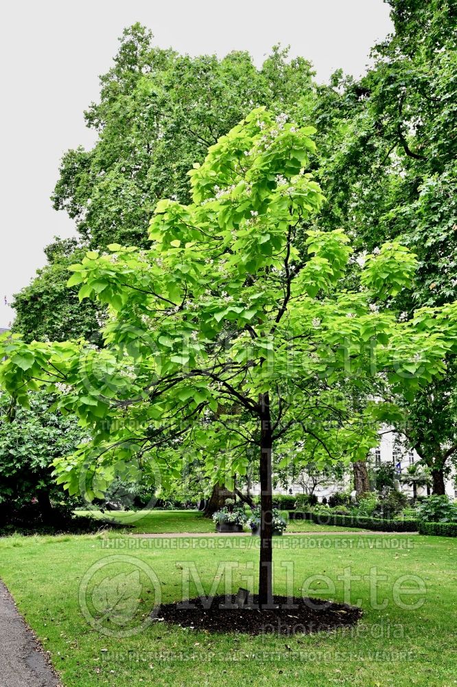 Catalpa Aurea (Catalpa) 8