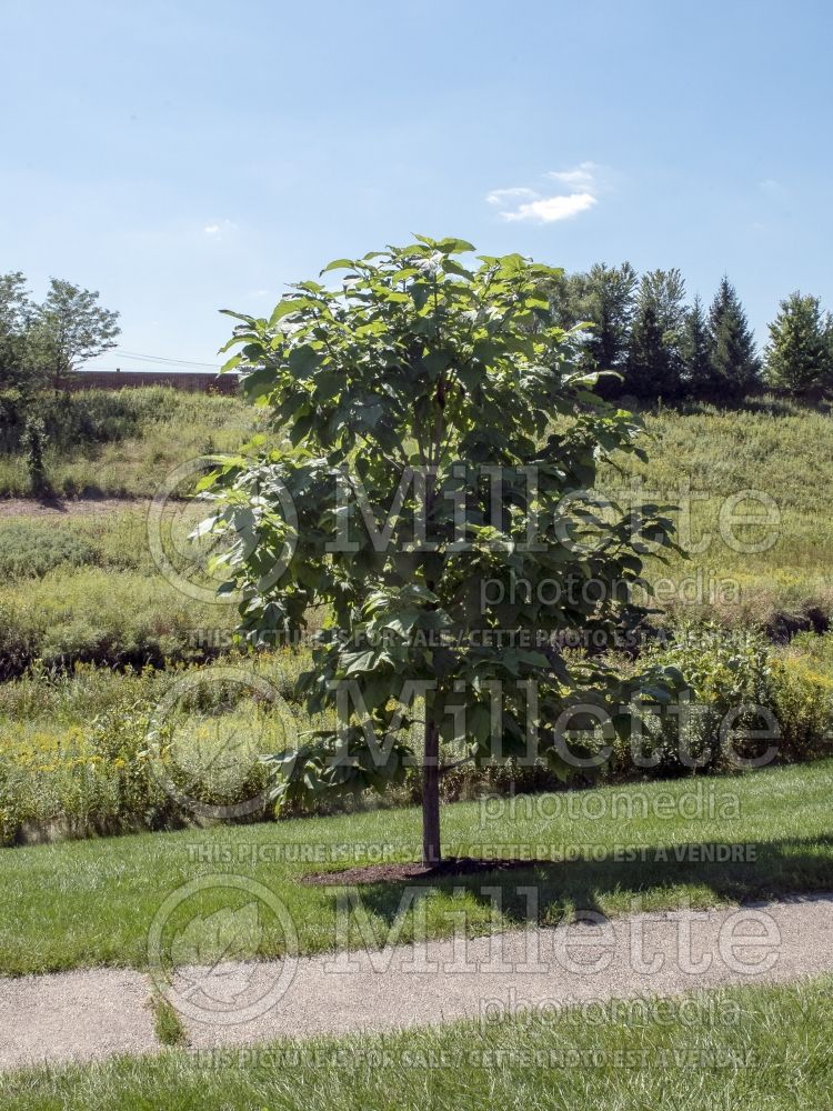 Catalpa Heartland aka Hiawatha (Western Catalpa) 2 