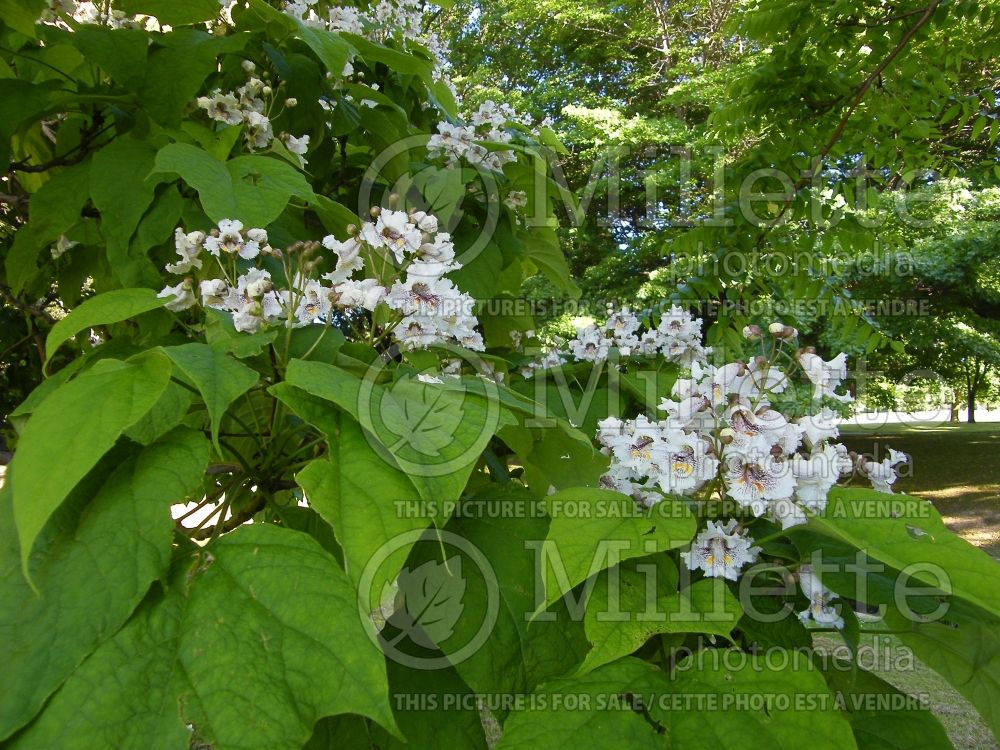 Catalpa speciosa (Catalpa) 1 