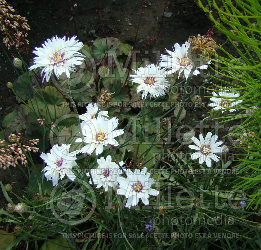 Catananche Alba (Cupid's dart) 1