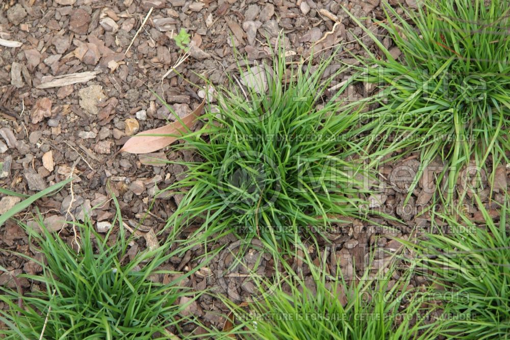 Catapodium marinum (sea-fern grass Stiff Sand Grass ornamental grass) 1 