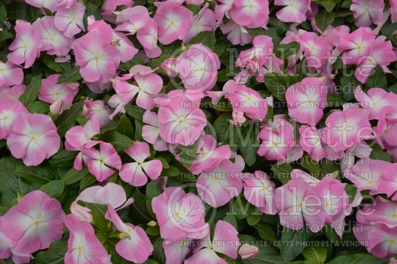 Catharanthus aka Vinca Mega Bloom Pink Halo (Vinca) 1 