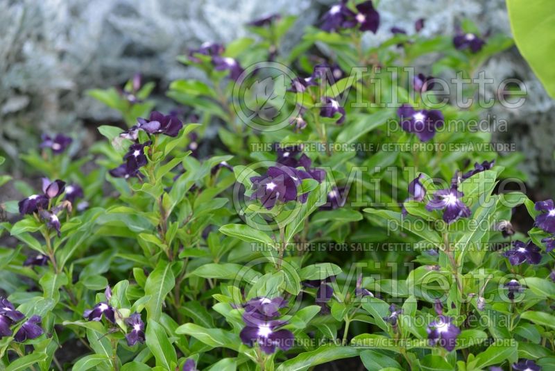 Catharanthus Jams 'N Jellies Blackberry (Vinca) 1 