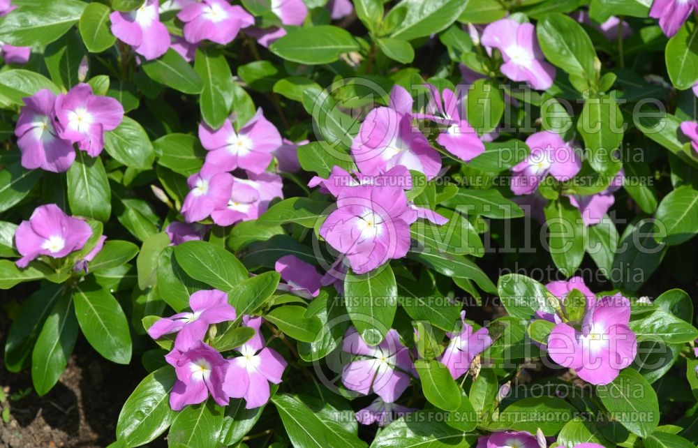 Catharanthus Titan Lavender Blue Halo (Vinca Periwinkle) 1 