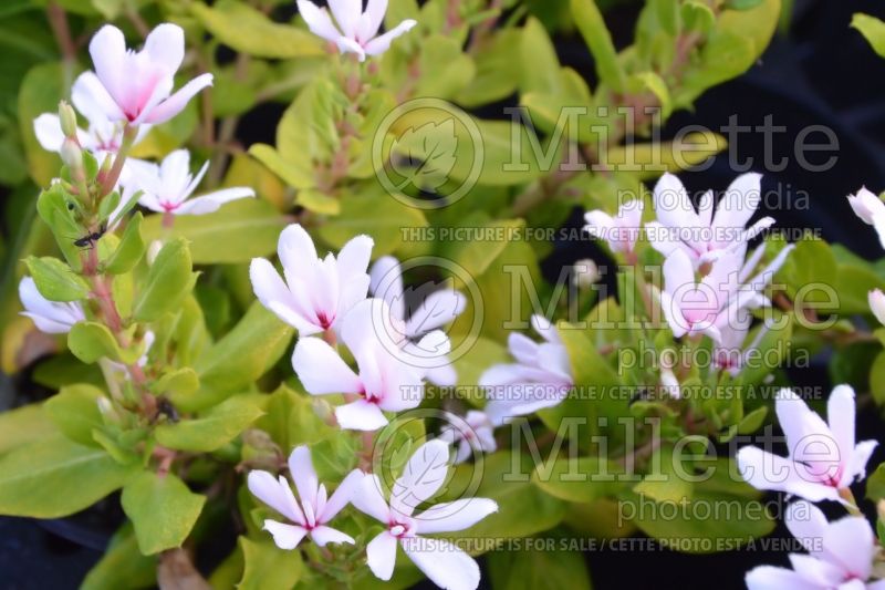 Catharanthus Soiree Crown Pink (catharanthus) 1 