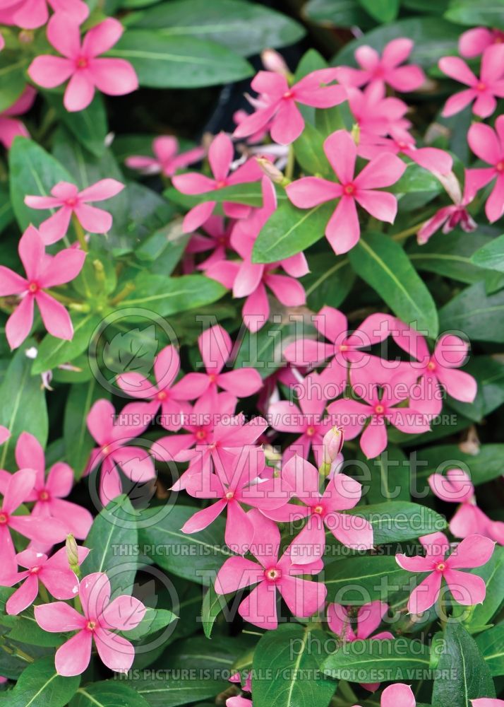 Catharanthus Soiree Kawaii Pink (Vinca) 1