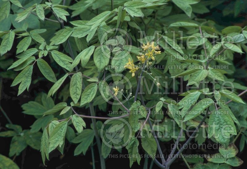 Caulophyllum thalictroides (blue cohosh) 4  