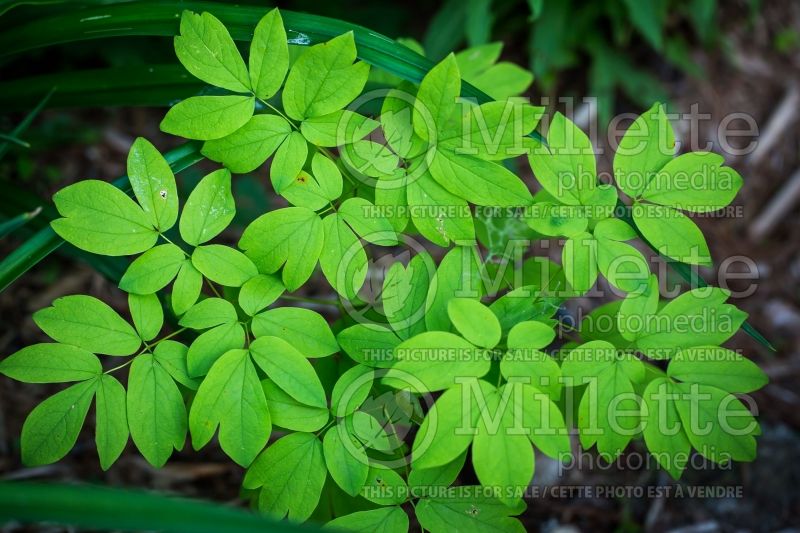 Caulophyllum thalictroides (blue cohosh) 2  