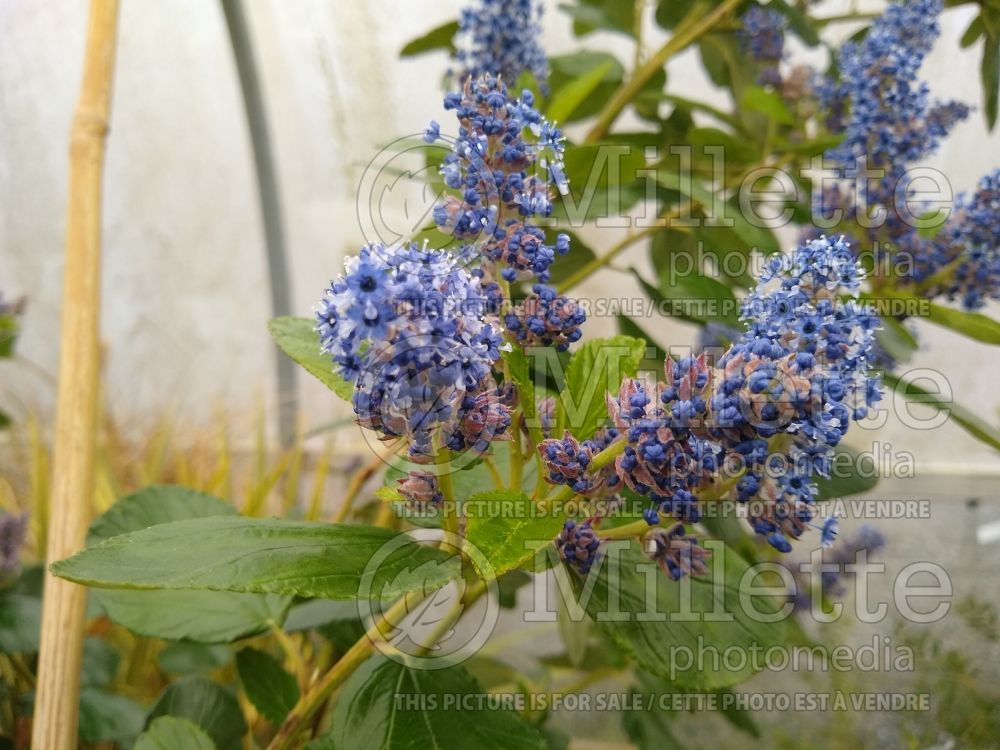 Ceanothus Trewithen Blue (California lilac) 3 