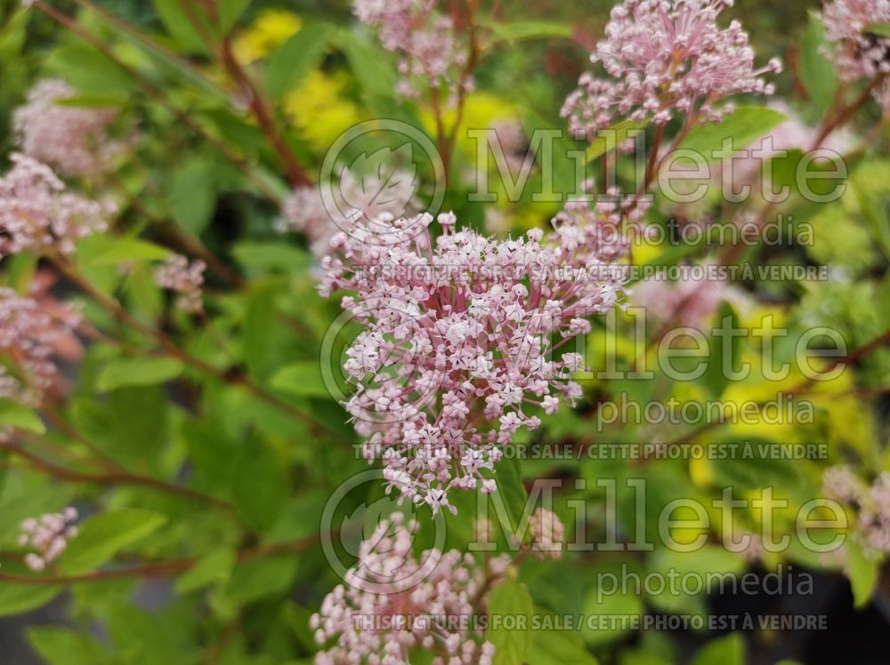 Ceanothus Marie Simon (California lilac) 1 