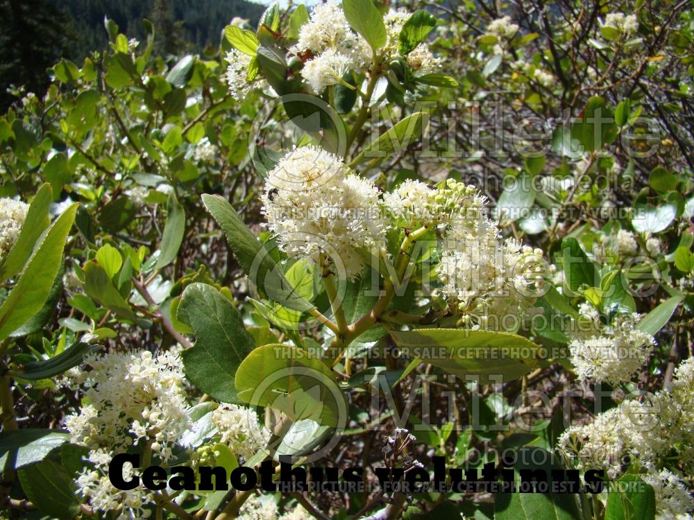 Ceanothus americanus (Snowbrush) 1 