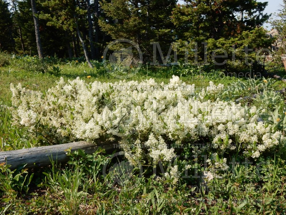 Ceanothus velutinus (Snowbrush) 1 