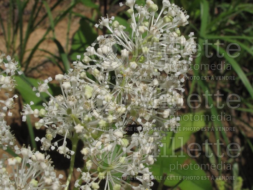 Ceanothus americanus (New Jersey tea) 2