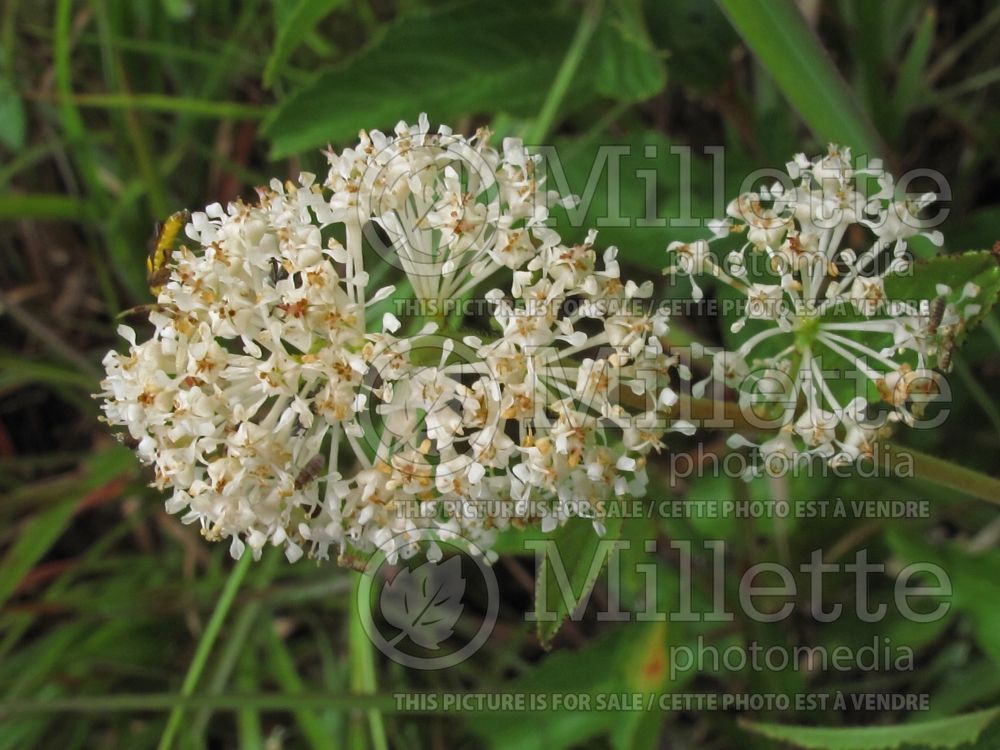 Ceanothus americanus (New Jersey tea) 1 