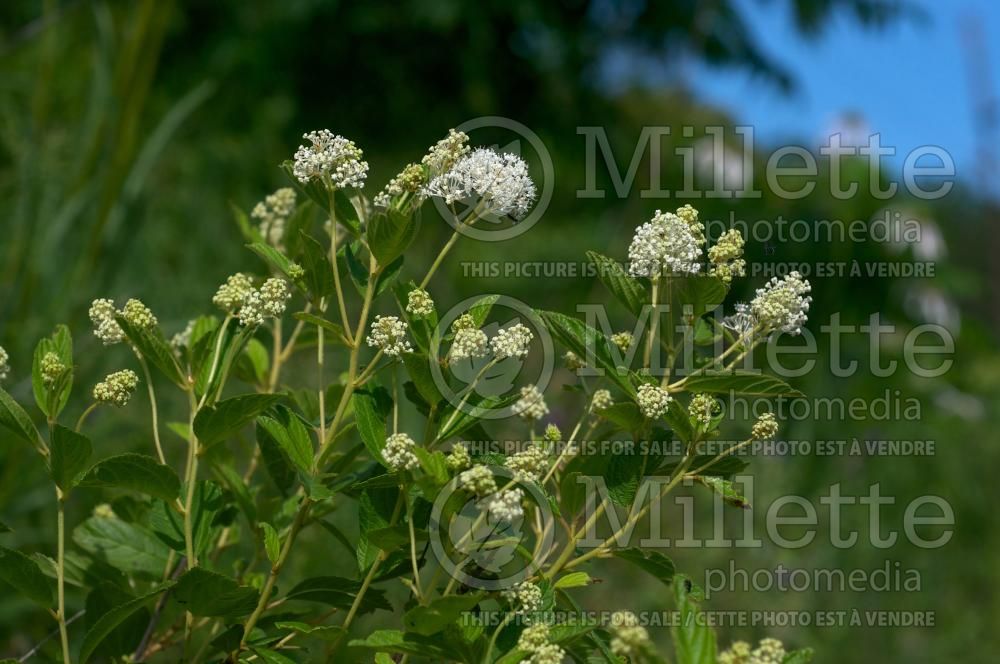 Ceanothus americanus (Mountain sweet  New Jersey tea) 4